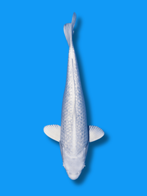 Ginrin Platinum | Koi&Co.